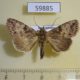 59885p Noctuidae Perigea sp. berinda f Dominicana $6
