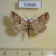 59886p Noctuidae sp. Dominicana $4