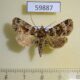 59887p Noctuidae sp. Dominicana $5