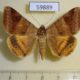 59889p Noctuidae Mocis undata f Thailnad $6