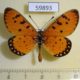 59893p Nymphalidae Acraea violae Thailand $6