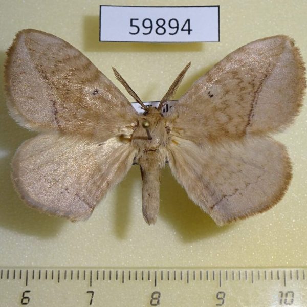 Eupterotidae Ganisa kuangtungensis Thailand