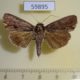59895p Noctuidae Dipterygina indica Thailnad $6