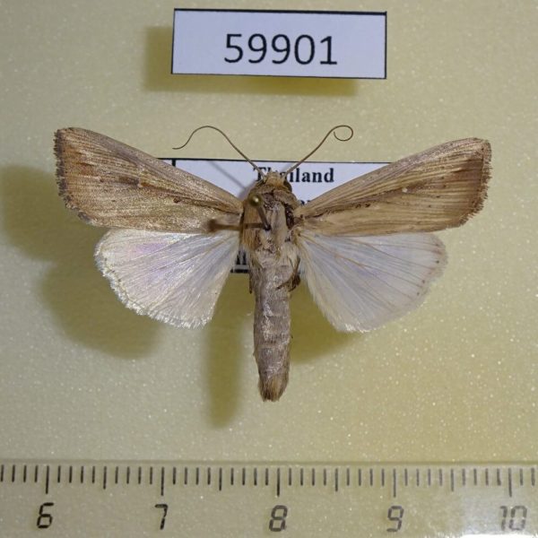 Noctuidae Leucania loreyi Thailnad