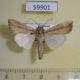 59901p Noctuidae Leucania loreyi Thailnad $6