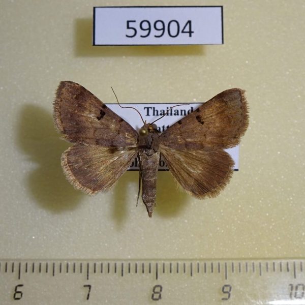 Noctuidae Plecoptera oculata Thailand