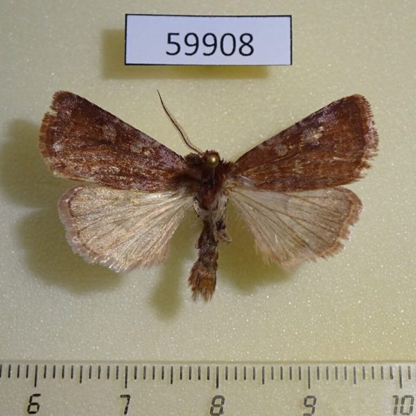 Noctuidae Cerastis tenebrifera Canada