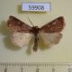 59908p Noctuidae Cerastis tenebrifera Canada $4