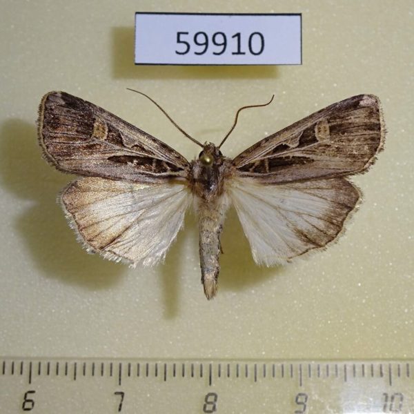 Noctuidae Feltia jaculifera Canada