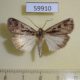 59910p Noctuidae Feltia jaculifera Canada $6