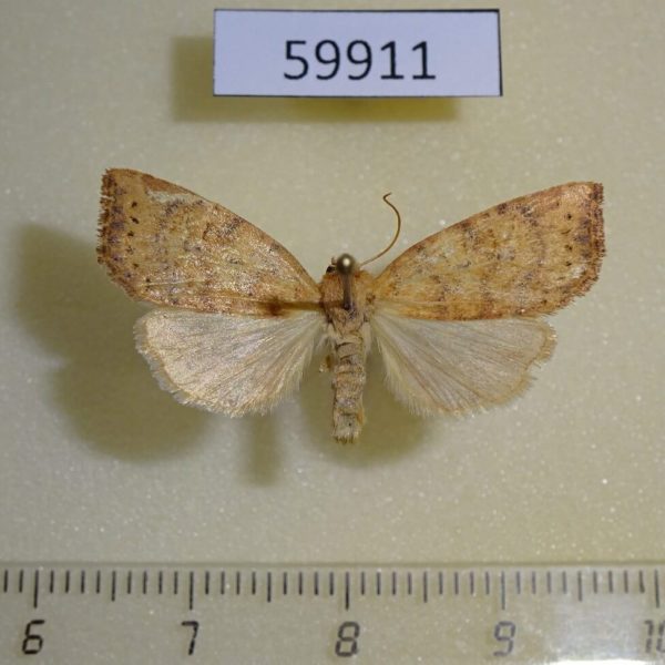 Noctuidae Anathix ralla Canada