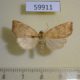 59911p Noctuidae Anathix ralla Canada $4