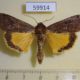 59914p Noctuidae Noctua pronuba Canada $4