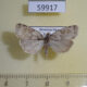 59917p Tortricidae sp. Dominicana $4