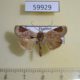 59929p Noctuidae Dyrzela plagiata Thailand $6