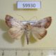 59930p Noctuidae Westermannia superba Thailnad $6