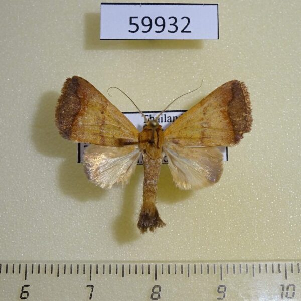 Noctuidae Bocula xanthostola Thailand