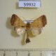 59932p Noctuidae Bocula xanthostola Thailand $6