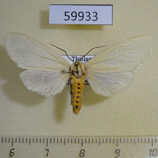 Arctiidae Paraeuchaetes pseudoinsulata Thailand