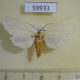 59933p Arctiidae Paraeuchaetes pseudoinsulata Thailand $4