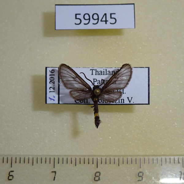 Arctiidae Syntomis duvauchelii Thailand