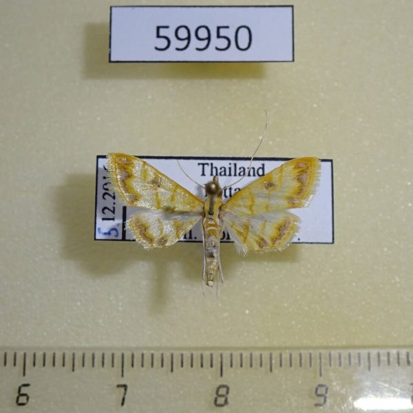 Crambidae sp. Thailand