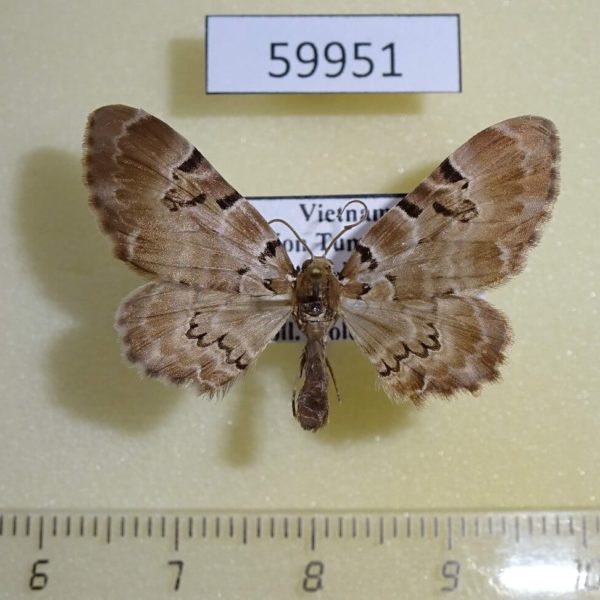 Geometridae Physetobasis dentifascia Vietnam