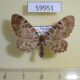 59951p Geometridae Physetobasis dentifascia Vietnam $6