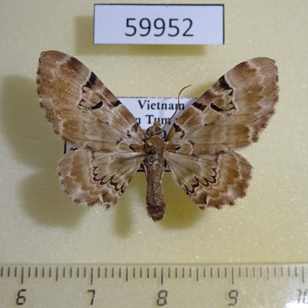 Geometridae Physetobasis dentifascia Vietnam