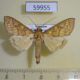 59955p Crambidae sp. Vietnam $5