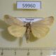 59960p Arctiidae sp. Uganda $8