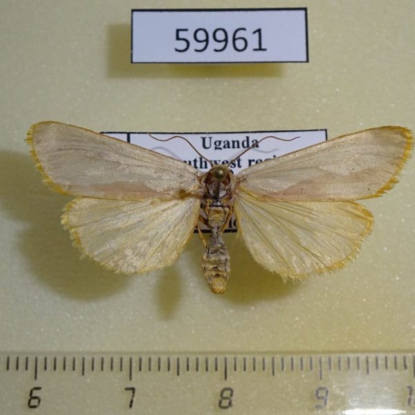 Arctiidae sp. Uganda