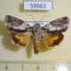 59963p Noctuidae Blenina lichenosa Vietnam $5