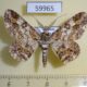 59965p Geometridae Cleora alienaria Vietnam $6