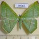 59969p Geometridae Ornithospila esmeralda Vietnam $6