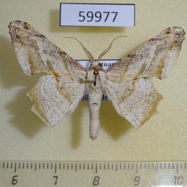Geometridae Gonodontis palida Vietnam