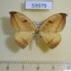 59979p Drepanidae Callidrepana patrana Vietnam $6