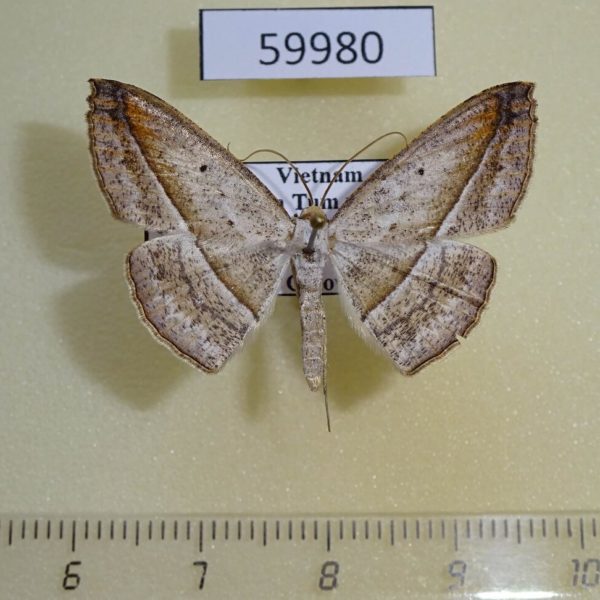 Geometridae Nadagara inordinata Vietnam