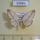 59983p Geometridae Nadagara inordinata Vietnam $6