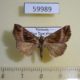 59989p Noctuidae Hypena triangularis Vietnam $5