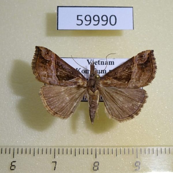 Noctuidae Hypena triangularis Vietnam