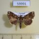 59991p Noctuidae Callopistria rivularis f Vietnam $7