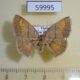 59995p Geometridae Heterostegane sp. hoeni Vietnam $8