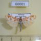 60001p Arctiidae Cyana costifimbria Vietnam $7