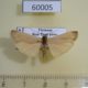 60005p Arctiidae Brunia sarawaca Vietnam $6