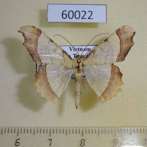 Geometridae Zeheba lucidata Vietnam