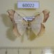 60022p Geometridae Zeheba lucidata Vietnam $3