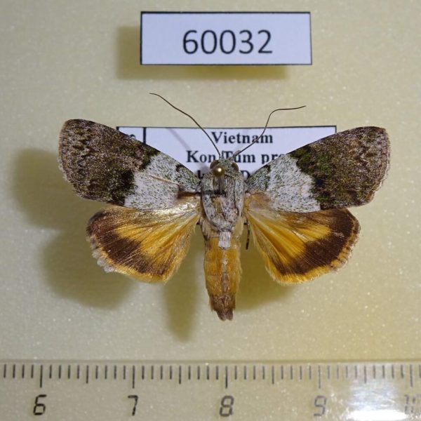 Noctuidae Blenina obliquinaria Vietnam