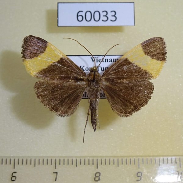 Crambidae sp. Vietnam