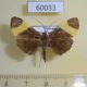 60033p Crambidae sp. Vietnam $4